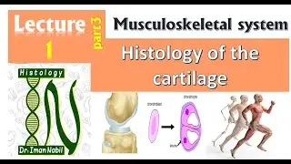 1c-Histology of cartilage part3-Chondroblasts-Musculoskeletal system