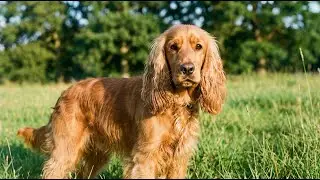 Did you know the English Cocker Spaniel gets its name?