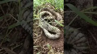 The power of wild ants, cobra #snake #insect #animals #National Institute of Biological Resources...