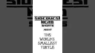 World's Smallest Turtle?