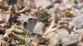 Western Pygmy Blue 4K