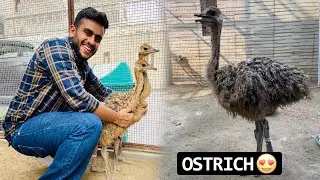 North India's First Official Ostrich Pair😱