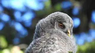 Great Gray Owl playtime