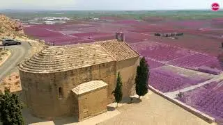 La floración en las Tierras de Lleida I ARA LLEIDA