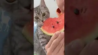 Funniest Cat 😸 funny cats meme 😅 #CatsInc #4916