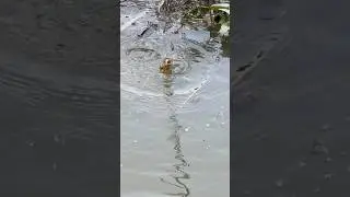 🎣 Big fish love to escape 😰 #CauCaVietNam #FishingLife #FishingVideo #CaRo #Shorts