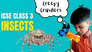 Insects - Creepy Crawlers : Science ICSE CLASS 3