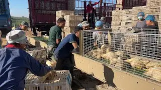 what is the automatic harvesting of broiler chickens?