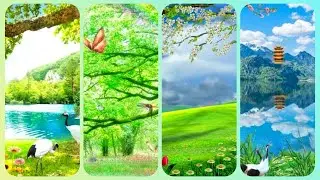 Animals, Birds, Nature Stunning Wallpapers @Nature Beautiful Wallpapers