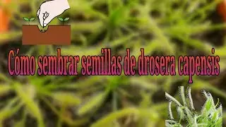 C&oacute;mo sembrar semillas de Capensis alba