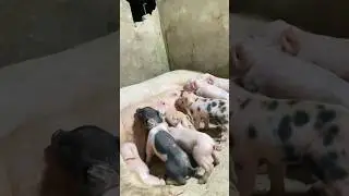 An hour new born#pigletlove