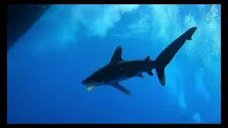 Dive Safari Egypt 2024