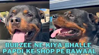 Rottweiler Bubzee Aaj Gaya Bhalle Papdi Chat Khaane Raju Chat Bhandaar : Bubzee Day Out