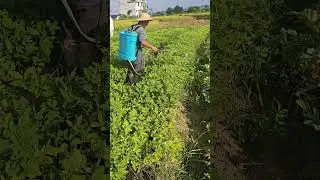 Organic fertilizer spraying process in peanut field
