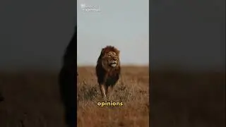 Motivation your life from a Lion #motivation #eagle #birds #facts #wildlife #quotes #edit #animals