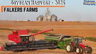 Soybean Harvest 2025 at Falkers Farms | Two Massey Ferguson Combines in Action