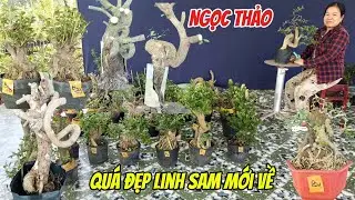 22/1/2026_Ngọc Thảo #0703477068 _Linh sam ống to, Lộc vừng quái, sam núi trái, hồng ngọc rể cao