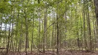 Swamp owl