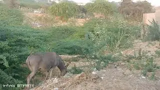 Donkey high risk in forest😱 #dangerousforest 