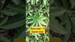 7 leaves tree - #trending #tree #trees #discovery #geography #plants #shorts#reels#bio #biodiversity