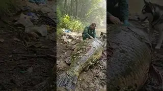 Husky help human to saving a giant carp