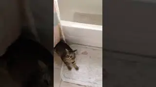 funny cat 😘🐈/pexels/ no copyright video/free clips for Youtube videos/mediafire video download link👇