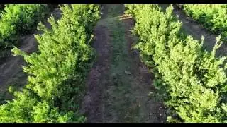 FAVCO  Mundubbera Farms and CFP