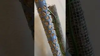 3D Printed Moss Pole vs Chicken Wire