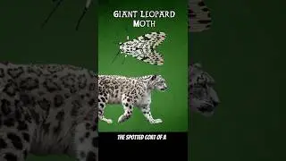 The Giant Leopard Moth #mothmoments #leopards #moths