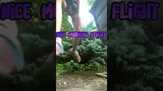 Nice morning FLIGHT ✈️ #fairy #rp #fairytok #elf #pixie #flying