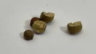 Mexican jumping beans are cool