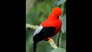 Andean Cock of the Rock