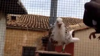 BUCHONES GRANADINOS DE FRANCISCO ZAGALÁ. TEMPORADA 2015.