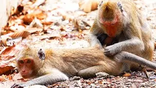 Monkey Kingdom: The Daily Squabbles of a Primate Family