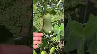 Butternut squash Timelapse #garden