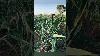 Garlic Growing in Pakistan | GroTec Farms | NARC Garlic G1 |
