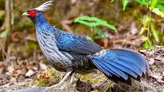 Kalij pheasant (Lophura leucomelanos) |   Male dominance