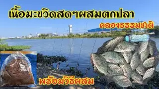ตกปลานิล ปลาตะเพียนคลองส่งน้ำสุวรรณภูมิ ด้วยเหยื่อมะขวิดสดๆผสมเทสหน้าหมายตกเลย
