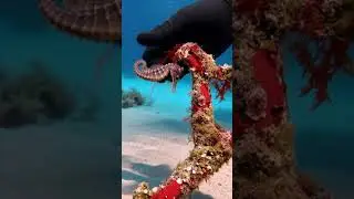 Diver Frees Tiny Seahorse Trapped in Fishing Line Near Coral Reef