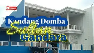 Cerita Perjalanan menuju Kandang Domba punya Sultan Gandara #gandara #tasikmalaya #berkah #sehat