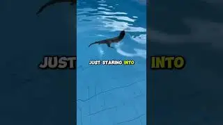 This otter is definitely seeing into another dimension. 👁️👄👁️#otter #potoo #naturecomedy