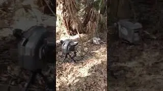 Tracking to Capture with Remote Camera Traps -