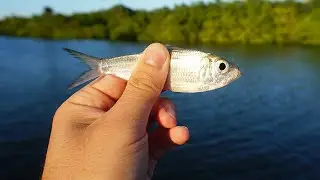 Fishing LIVE Pilchards for Snook and Mangrove Snapper! (South Florida)