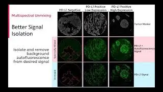 From Research to Translational Medicine