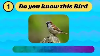 Guess the Bird Name Quiz | Fun and Challenging Bird Identification Game 🐦🧠