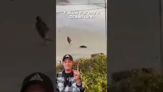 Why YOU Should NEVER PET SEALS! #shorts
