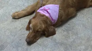 Northern Michigan dog fighting for its life against rare fungal infection