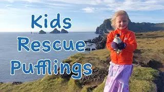 These kids rescue baby birds! | The Puffling Patrol