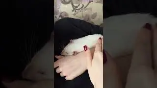 Krysyaka believed us. #rats #rats #cute