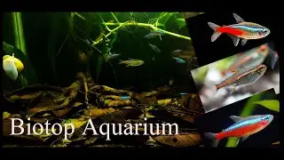 Black Water Biotop Cardinal tetra Neon tetra Glow light tetra